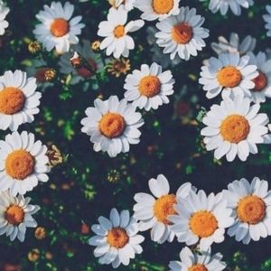 Meet your Posher, Noha